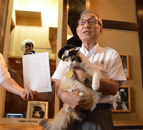 日本猫站长“小玉”病逝 “二玉”继任_文化_腾讯网