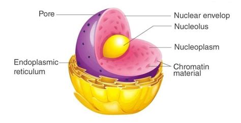 explanation the function of nucleus. - Brainly.in