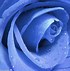 Image result for Blue Rose Plant