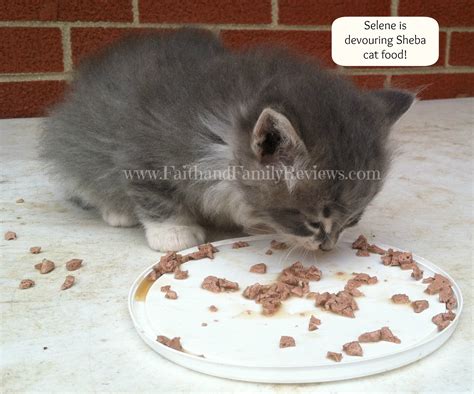 Faith and Family ReviewsKeeping Your Cat Healthy - SHEBA - Faith and ...