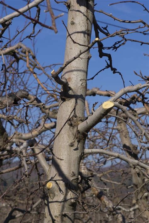 Image result for Apple Tree Pruning