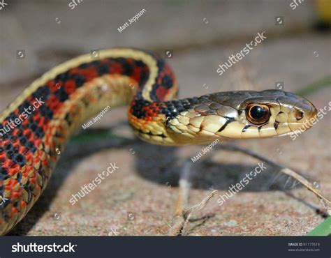 Red Sided Garter Snake Bite