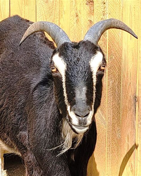 Lamancha Goats With Horns