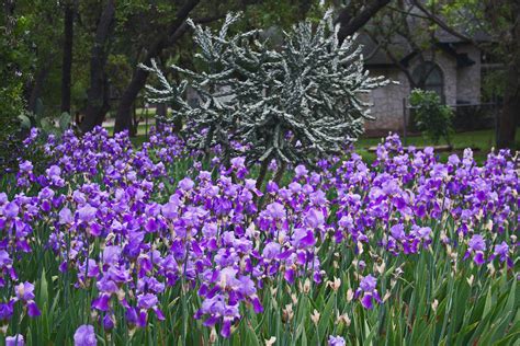 Do Deer Eat Iris Flowers at Joshua Mayes blog