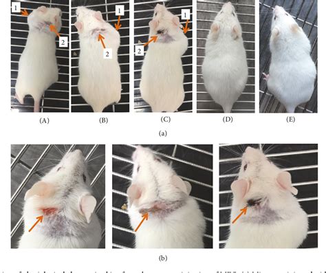 Image result for Subcutaneous vs Intradermal Mouse Injection