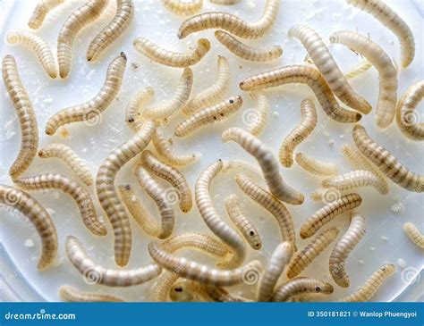 Microscopic Intestinal Parasites in Stool Sample Identifying and Treating Worm Infestations ...