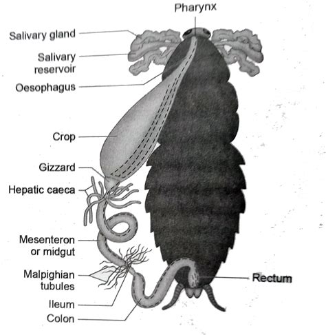 Explain the digestive system of cockroach.