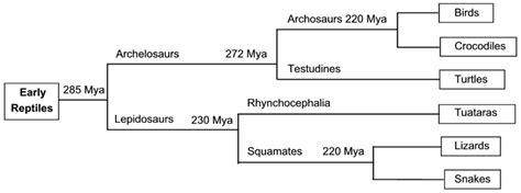 Structures of the ß-Keratin Filaments and Keratin Intermediate ...