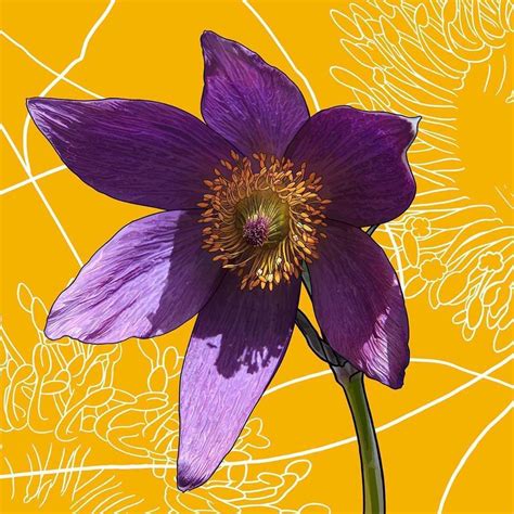 Say hello to South Dakota’s state flower, the Pasque. - Nikki D. May