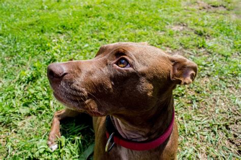 Pit Bull Dachshund Mix Facts: Breed Traits, Health & Care Guide