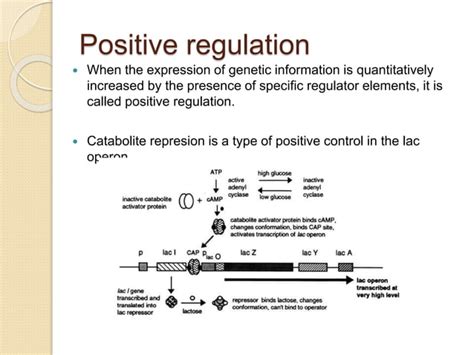 Image result for Positive Und Negative Regulation Lac Operon Chart