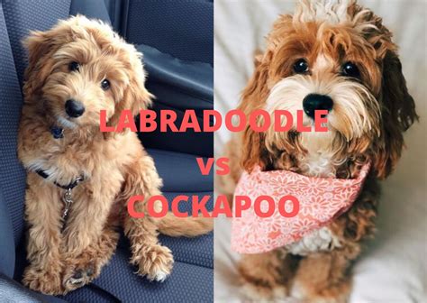 Image result for Cockapoo vs Labradoodle