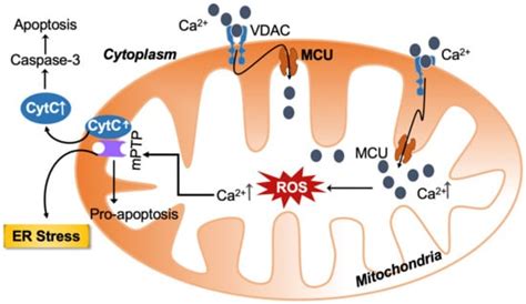 Mitochondrial Dysfunction-Associated Mechanisms in the Development of ...