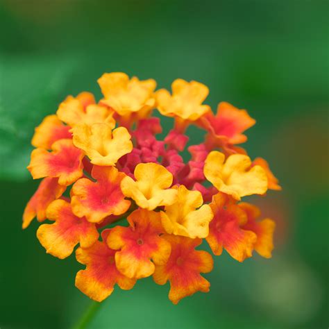 Lantana - Red Flame - 30 Flower Seeds – M-Tech Gardens