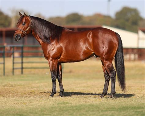 BFA Select Barrel Horse Sale, Oklahoma City Fairgrounds, 18 January ...