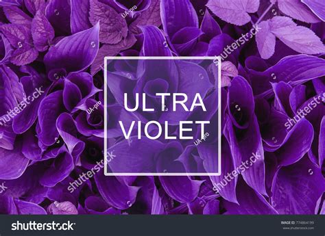 Trendy Color Concept Set Ultra Violet Stock Photo 774864199 | Shutterstock
