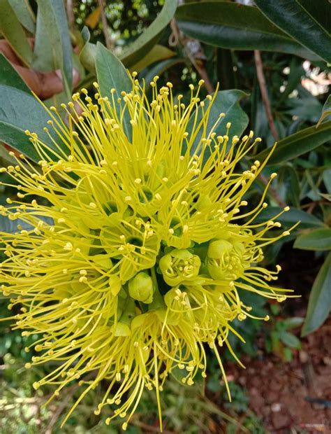 Rosida plant (Shrub Plant) – ASHIYANA STORE