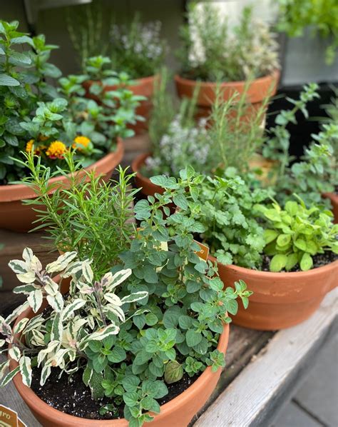 Container Herb Garden Ideas: Easy & Beautiful Ways to Grow Your Own Herbs - Newbury Home