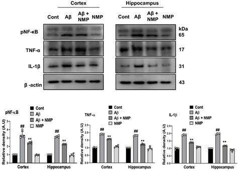 Neuroprotective Effects of N-methyl-(2S, 4R)-trans-4-hydroxy-L-proline ...