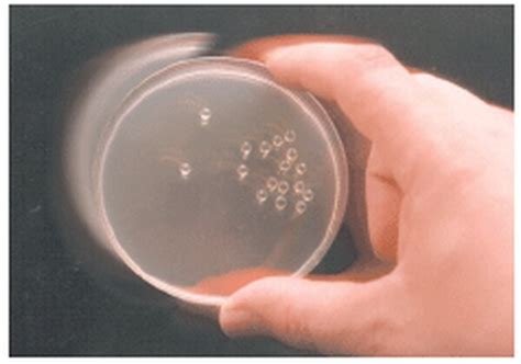 Competent Cells | Life Science Research | Merck