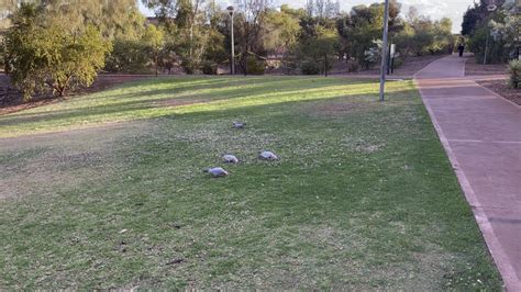 Munch Munch Munch Much Munch…. : r/perth