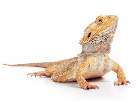 Bearded Dragon Tanks & Enclosures | Zen Habitats