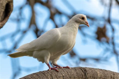 Australian Pigeons - Australia's Wonderful Birds