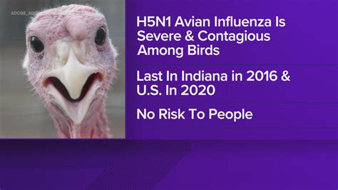 Highly pathogenic avian influenza detected in Dubois County | wthr.com
