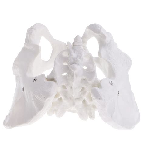 Buy Scientific Skeletal Model of the Female Pelvis, Life Size Sculpture ...