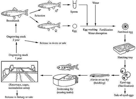 Image result for Trout Farming Methods