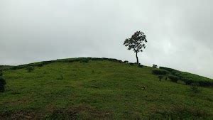 Top 20 things to do in Kuttikkanam (Updated Sep 2024)