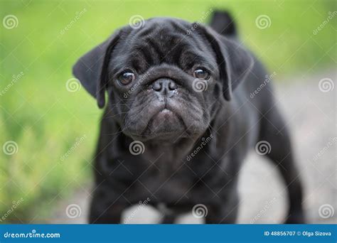 Little black pug puppy stock image. Image of embrace - 48856707