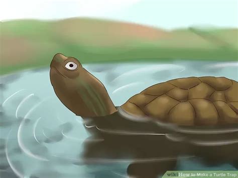 Image result for Building a Turtle Trap