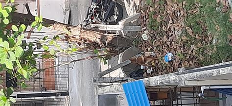 Municipal Corporation Of Chennai — Stray dog violent behavior