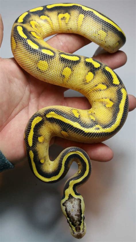 Image result for Asphalt Spider Ball Python