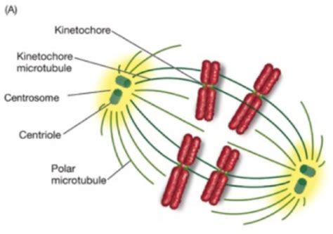 Answered: The diagram below shows a cell during… | bartleby