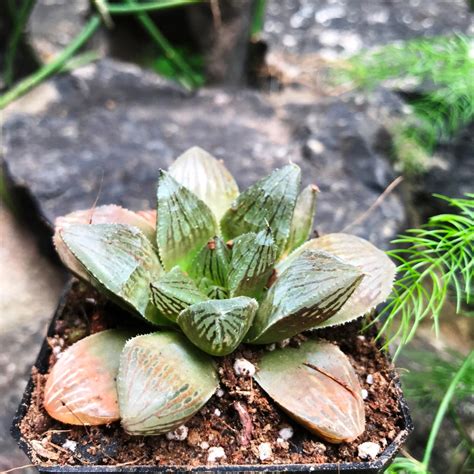 Haworthia Ruby Crown – Decorative Succulent Plant