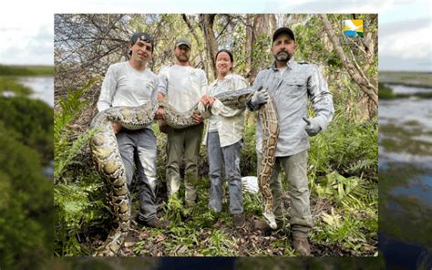 Image result for Python Removal Rabbits