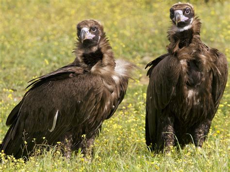 Cinereous Vulture / Black Vulture Bird Facts (Aegypius… | Bird Fact