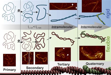 Primary, Secondary, Tertiary, Quaternary Structure Of Protein