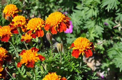 Organic French Marigold Flowers – GreenDNA® India