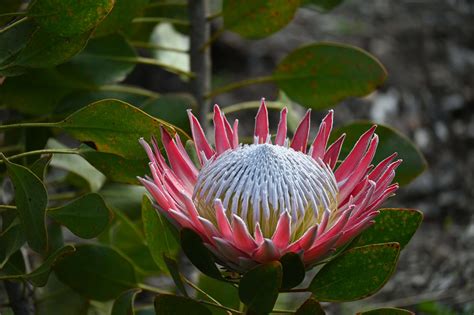 Habitat Of Protea Plant