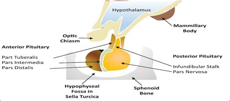 Image result for Thyroid Disease Classification Using Meachine Learning Algorithms
