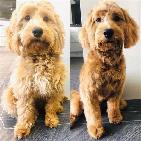 Image result for Cockapoo Haircut Styles