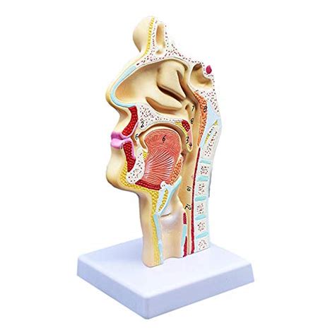 Buy SNOWINSPRING Human Anatomical Nasal Cavity Throat Anatomy Medical ...