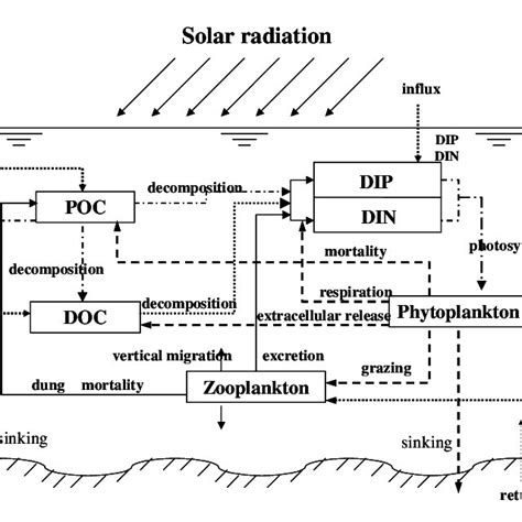 Image result for Ecosystem Structure Model