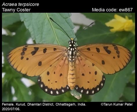 Acraea terpsicore | Butterfly