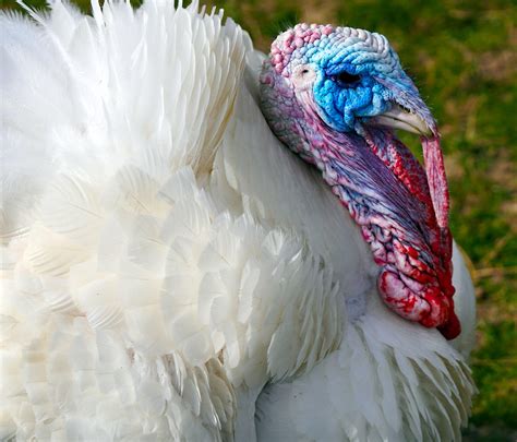 Royal Palm Turkey Bird - Free photo on Pixabay - Pixabay