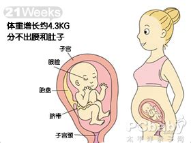 2022年胎儿发育标准对照表图(附胎儿体重计算公式)_宝宝之家