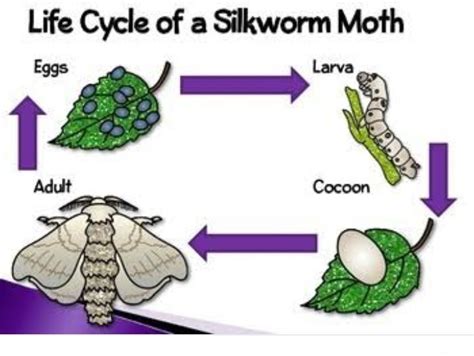 history of moth cycle photos give me - Brainly.in